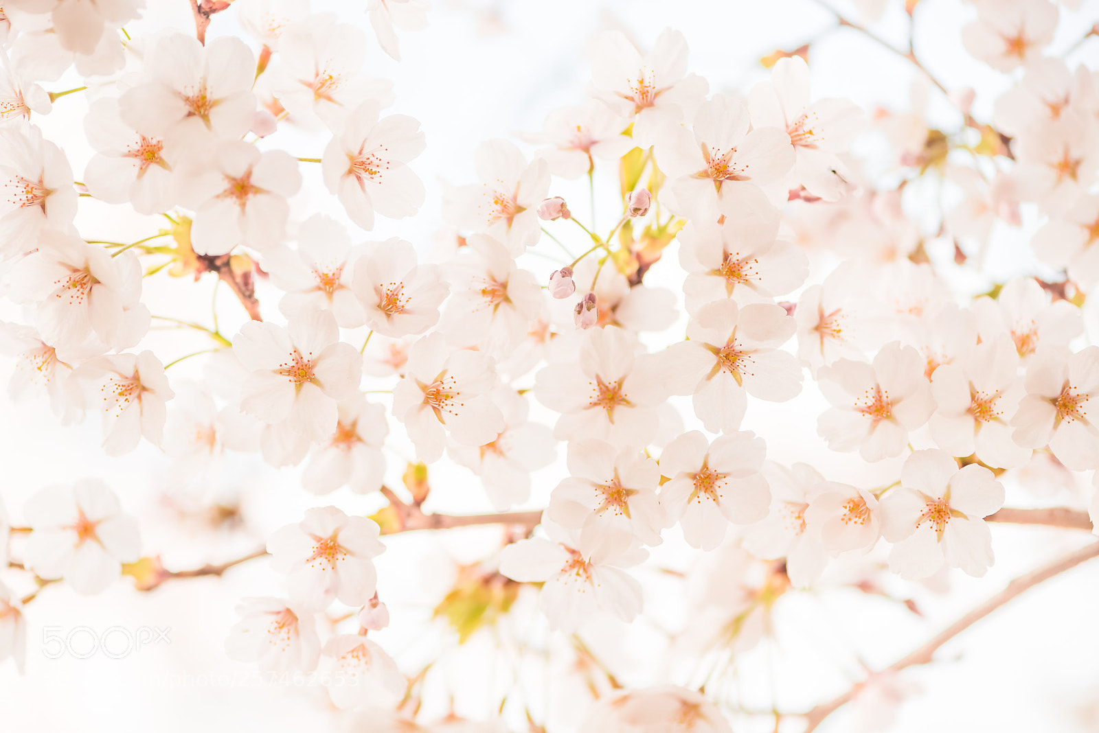 Nikon D810 sample photo. Cherry blossoms photography