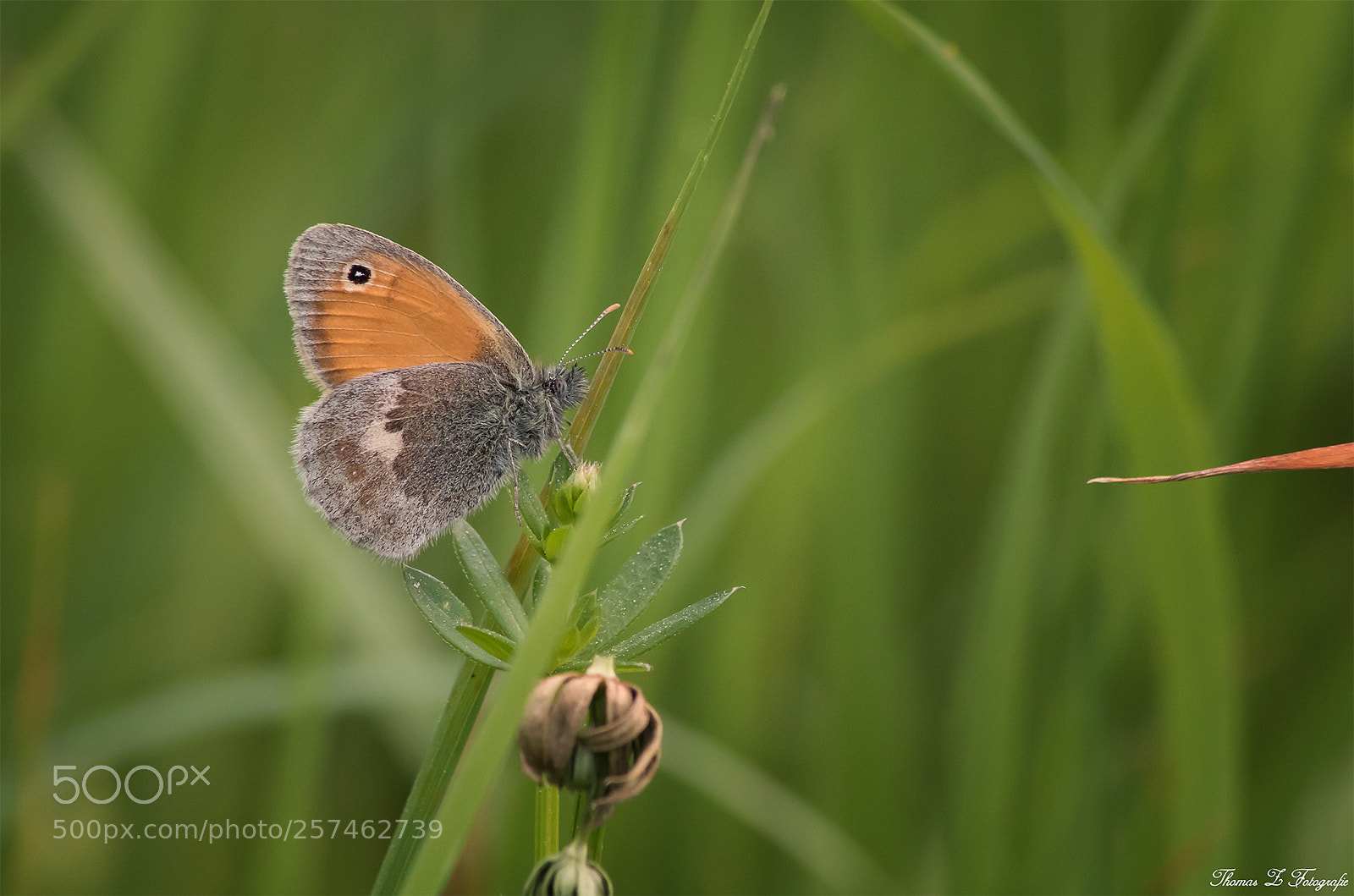 Canon EOS 750D (EOS Rebel T6i / EOS Kiss X8i) sample photo. Coenonympha pamphilus photography