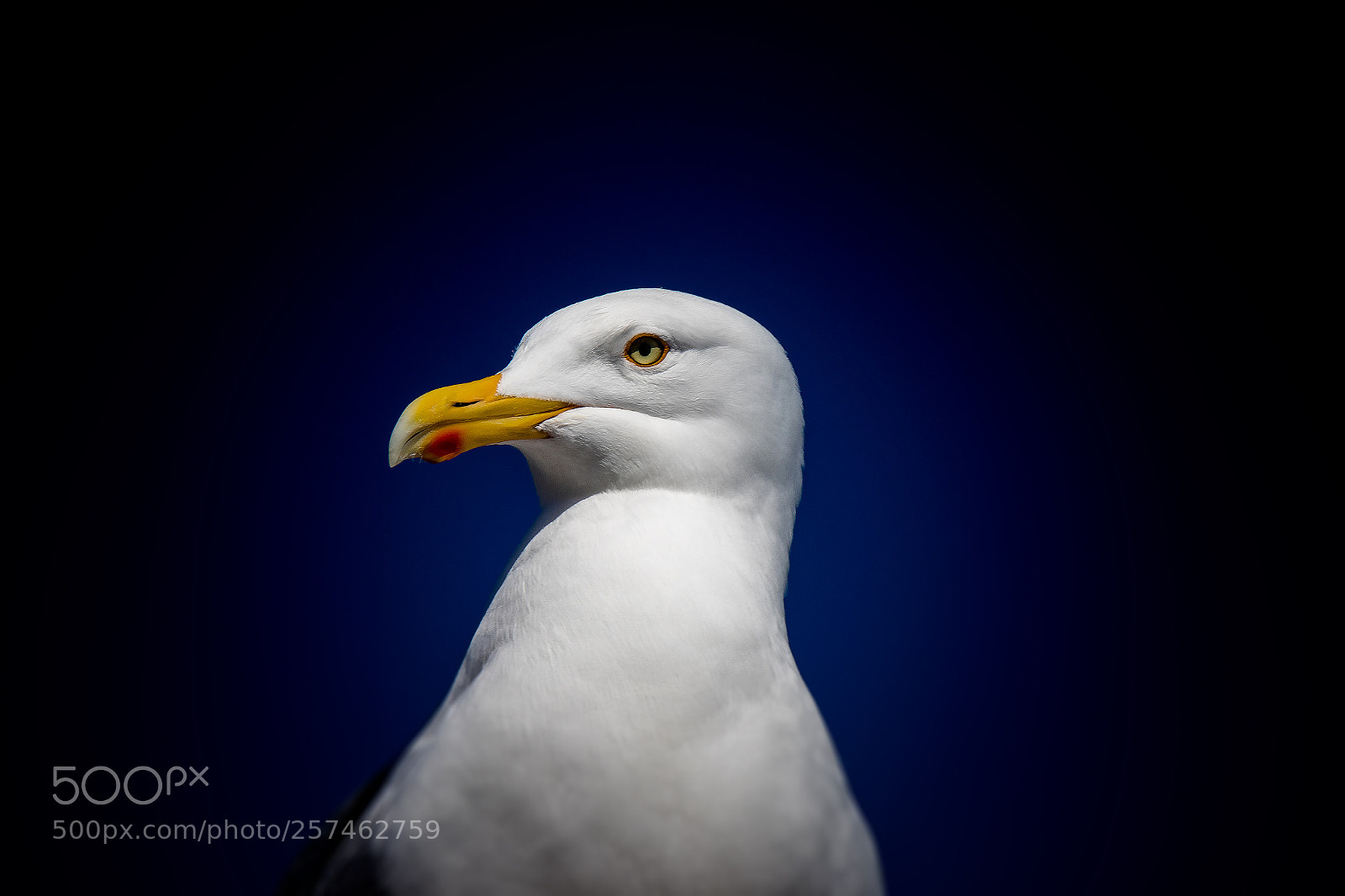 Canon EOS 7D Mark II sample photo. Der blick photography