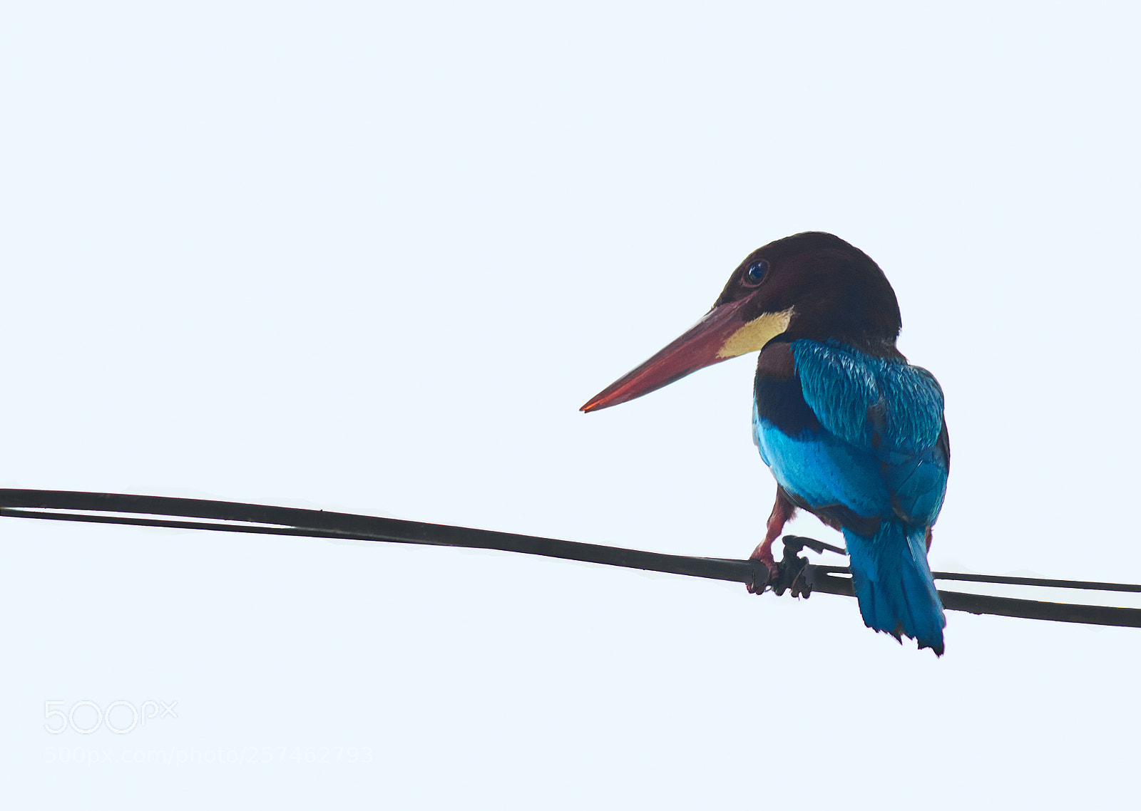 Canon EOS 70D sample photo. The king is watching... photography