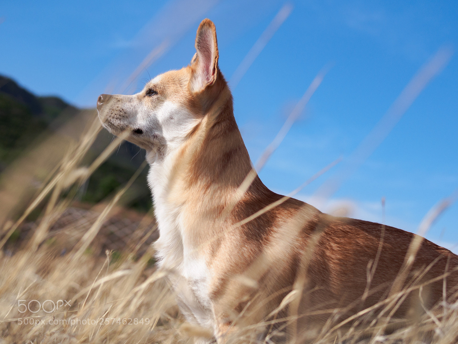 Olympus OM-D E-M10 II sample photo. My dog mango photography