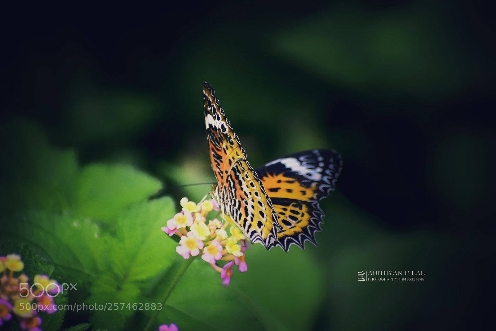 Nikon D5300 sample photo. Untitled photography