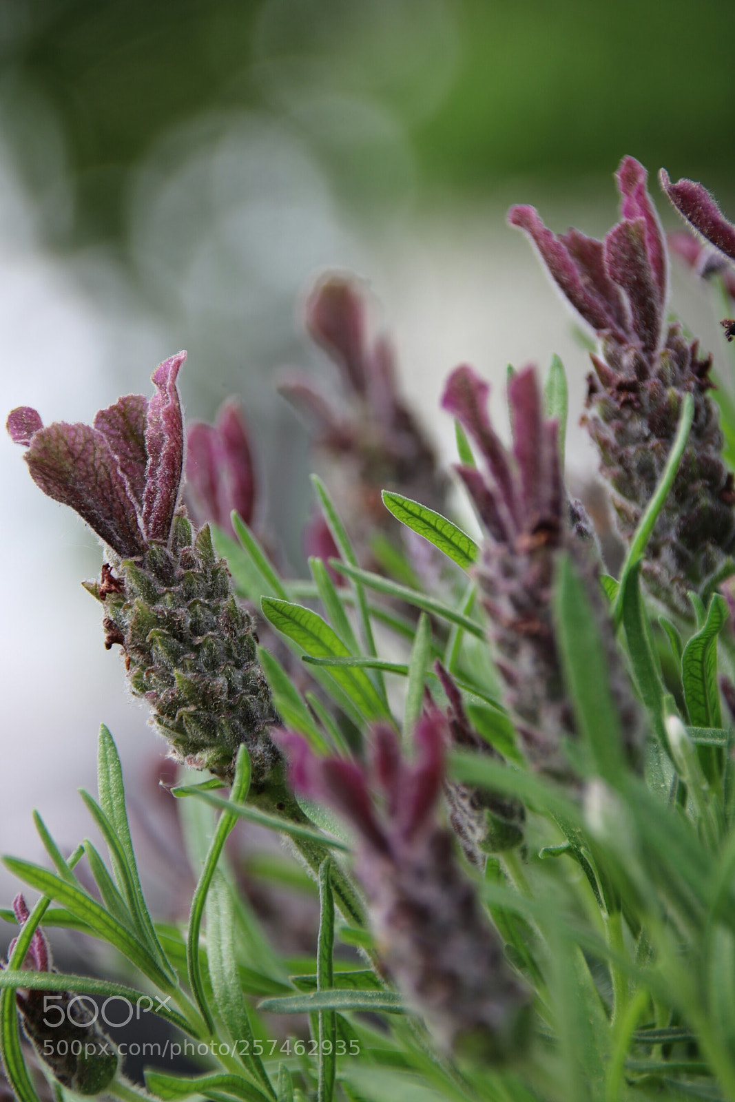 Canon EOS 750D (EOS Rebel T6i / EOS Kiss X8i) sample photo. Lavender photography