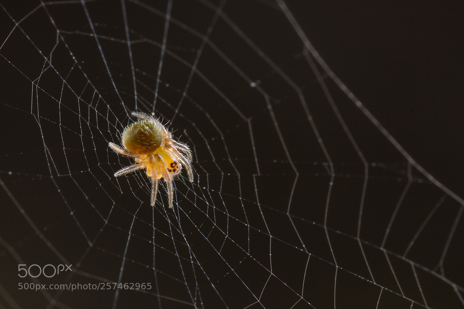 Canon EOS 6D Mark II sample photo. Twins flash macro photography