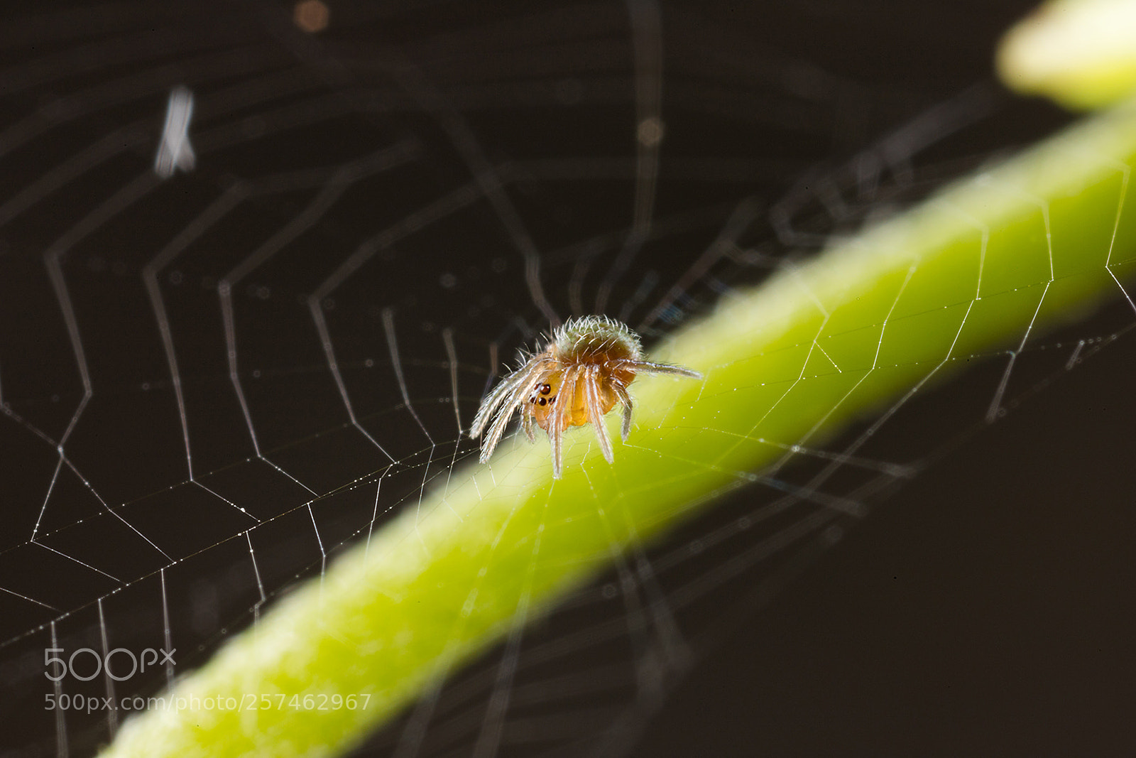 Canon EOS 6D Mark II sample photo. Twins flash macro photography