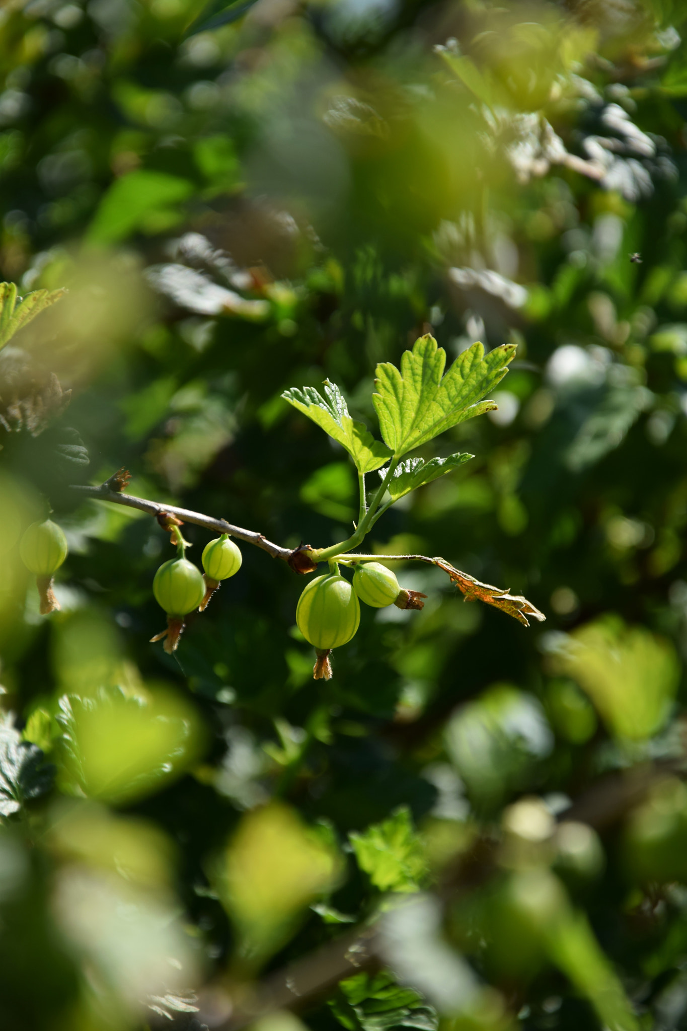Nikon D3300 sample photo. Gooseberry photography