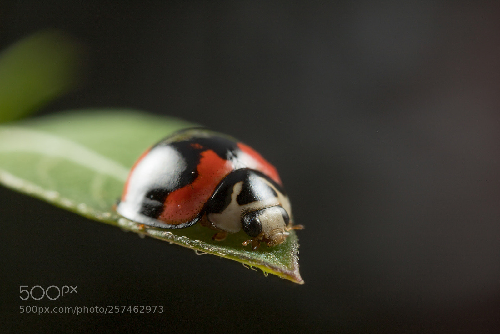 Canon EOS 6D Mark II sample photo. Twins flash macro photography