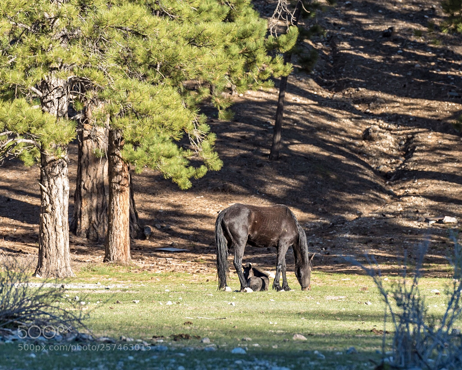 Nikon D750 sample photo. Nevada’s wild horses photography