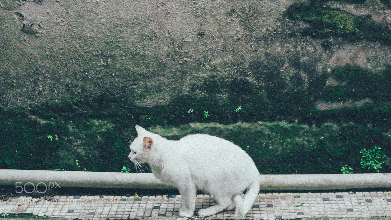 Nikon D5300 sample photo. Untitled photography