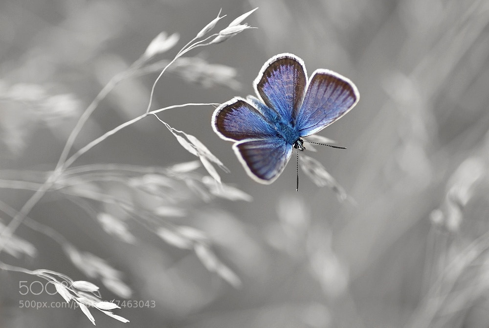 Canon EOS 700D (EOS Rebel T5i / EOS Kiss X7i) sample photo. Blue photography