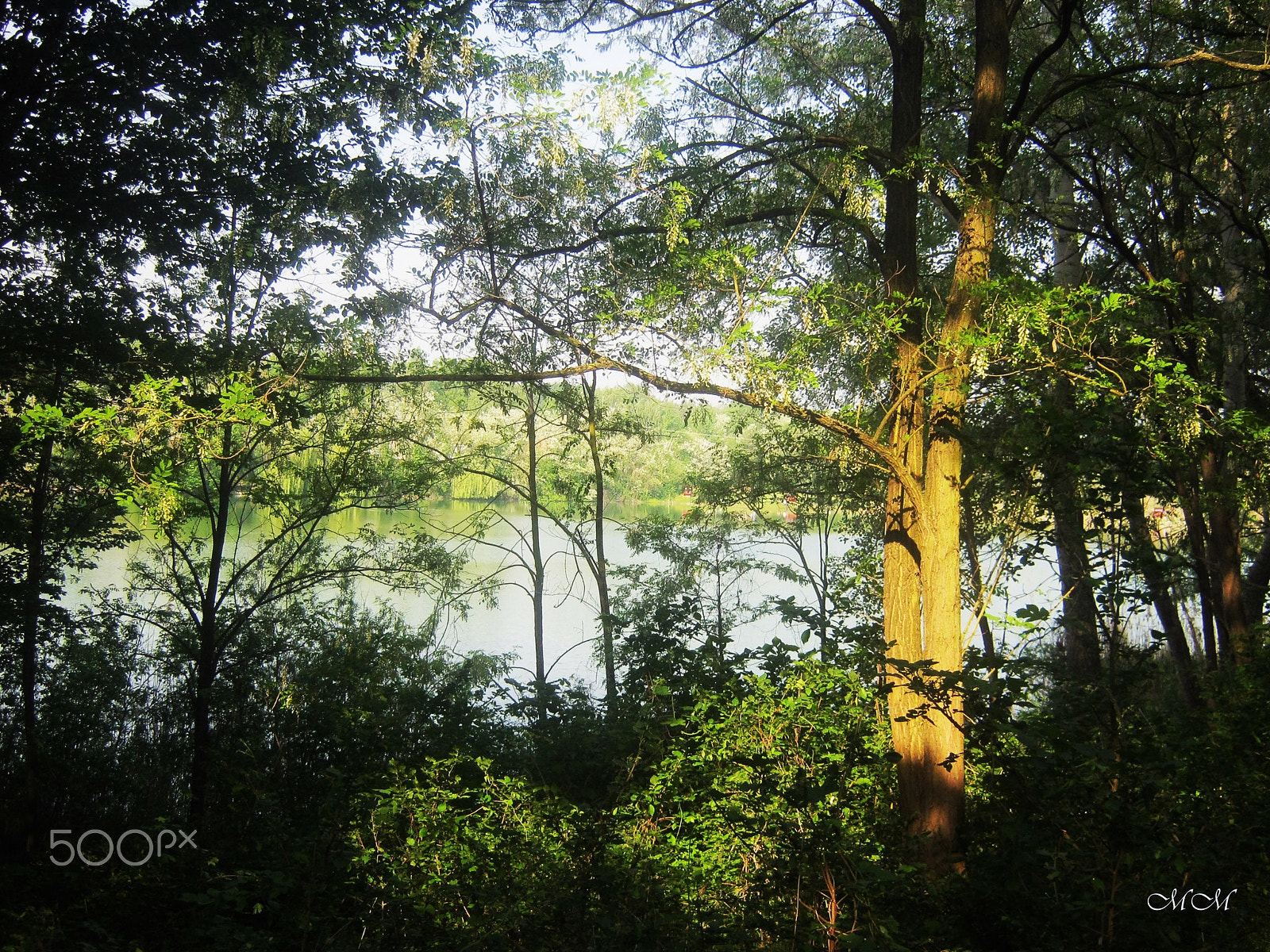 Canon PowerShot A800 sample photo. In the morning at the lake photography