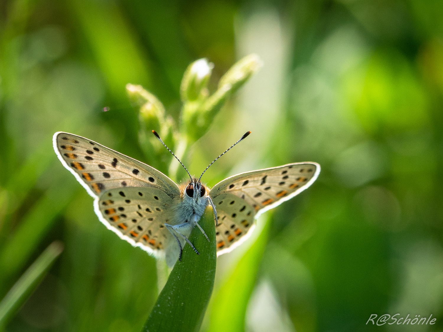 Panasonic DMC-G81 sample photo. Brauner feuerfalter (lycaena tityrus) photography