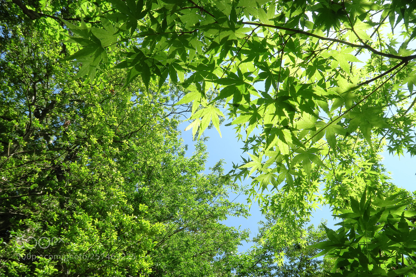 Canon PowerShot G7 X sample photo. 新緑 0504ps photography
