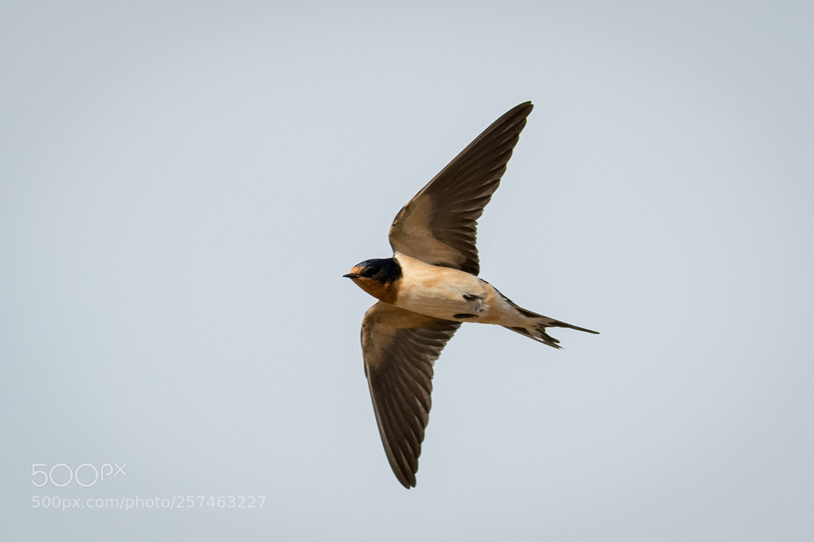 Nikon D850 sample photo. Barn swallow photography