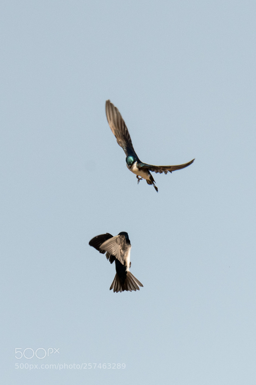 Nikon D850 sample photo. Tree swallows photography
