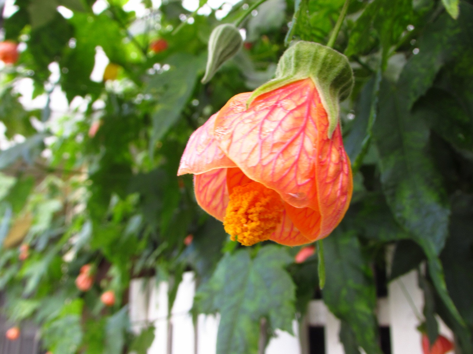 Canon PowerShot SX510 HS sample photo. Abutilon photography