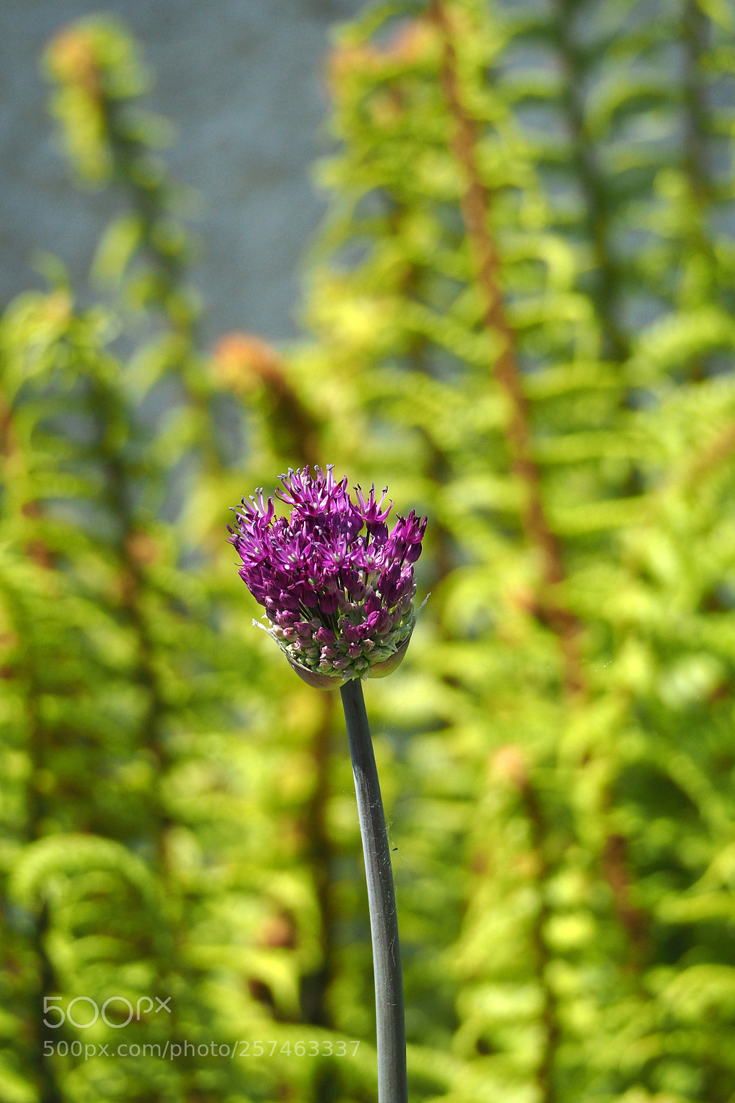 Olympus OM-D E-M5 II sample photo. Purple allium photography