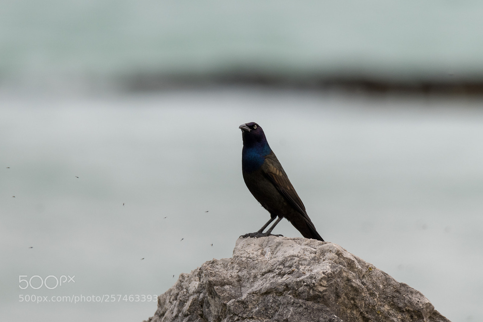 Nikon D850 sample photo. Grackle photography