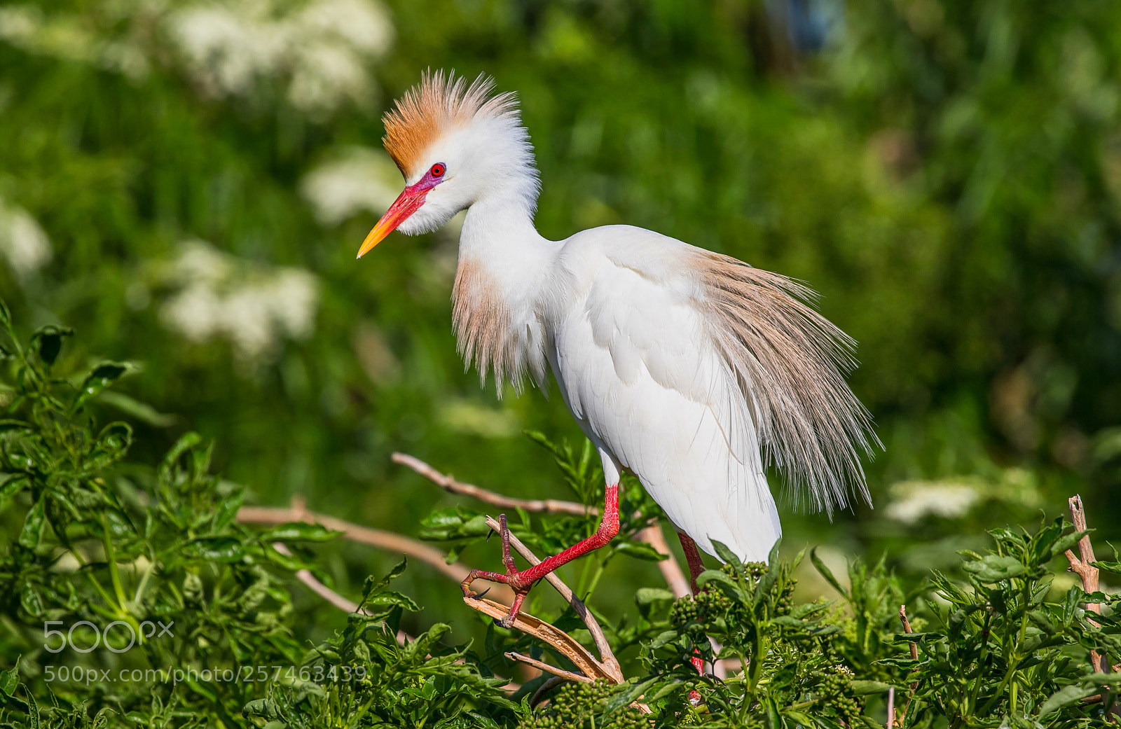 Canon EOS 7D Mark II sample photo. Walking photography