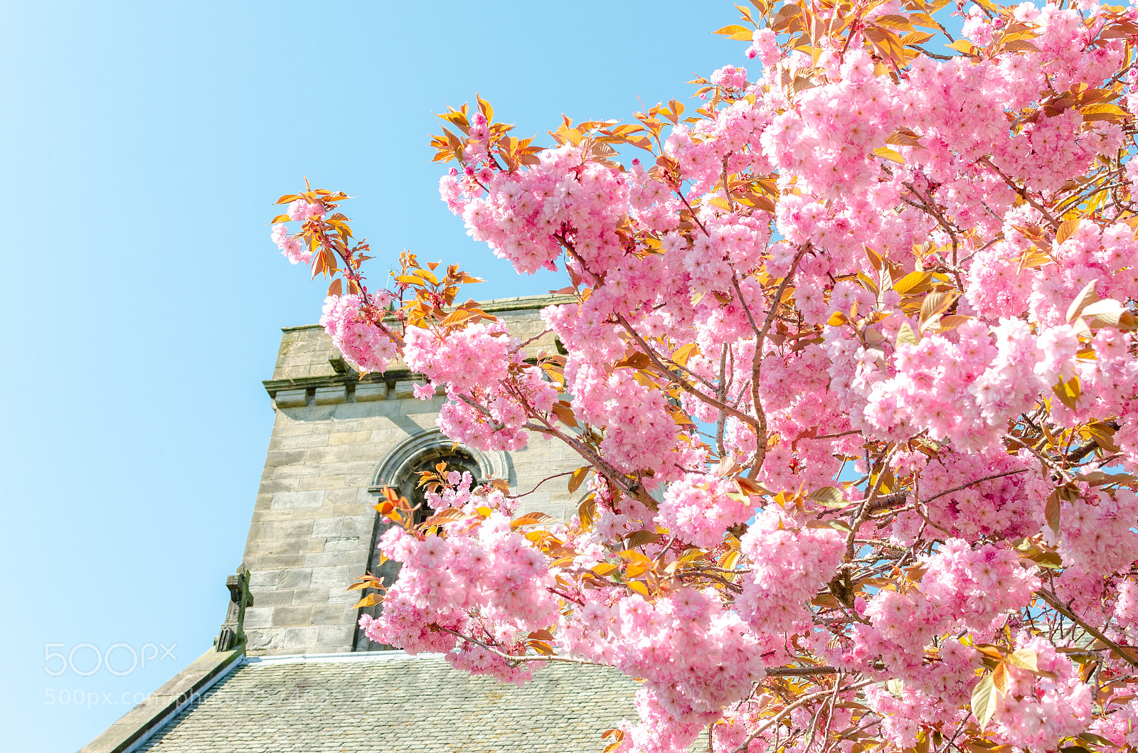 Nikon D5100 sample photo. Spring & flower photography