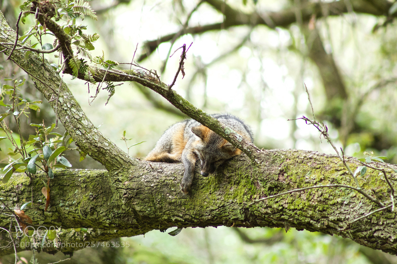 Canon EOS 600D (Rebel EOS T3i / EOS Kiss X5) sample photo. Sleeping gray fox photography
