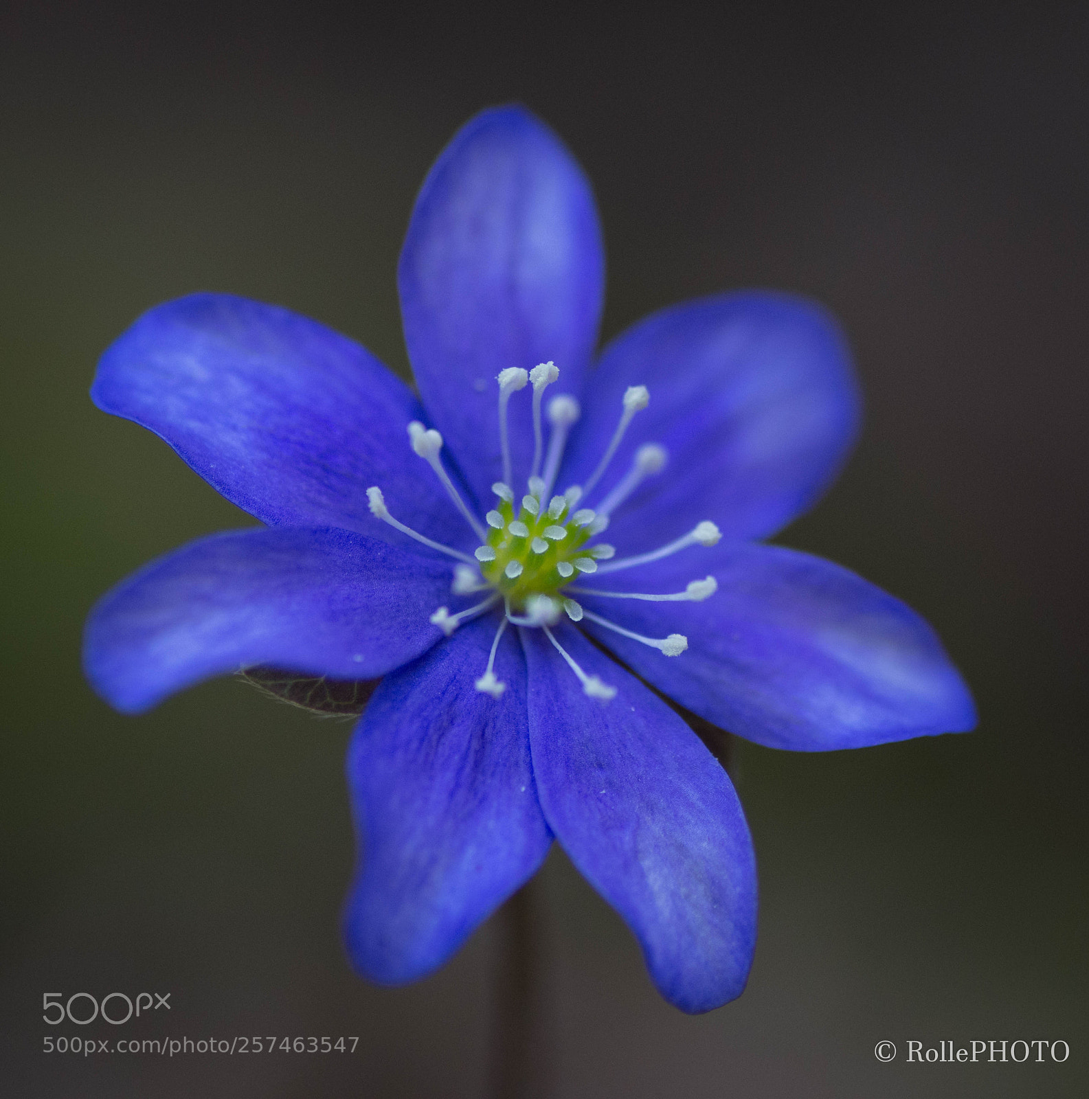 Nikon D7200 sample photo. Hepatica in skule national photography