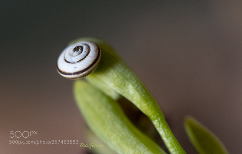 Nikon D750 sample photo. Caracol photography