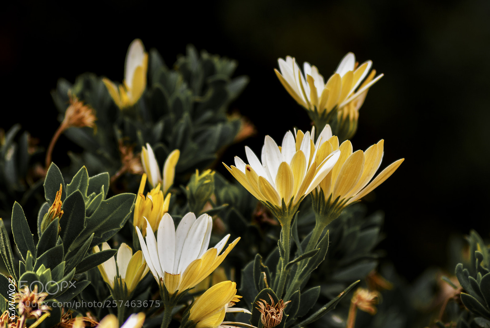 Nikon D3000 sample photo. Flores amarillas photography