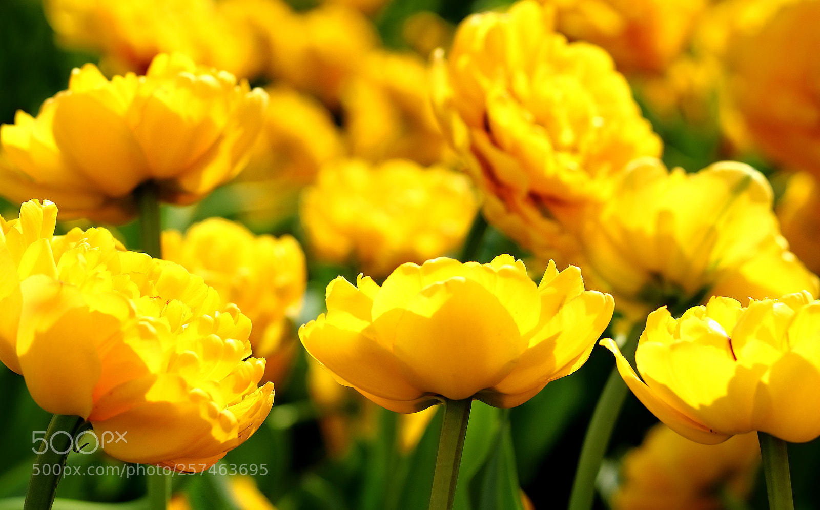 Canon EOS 100D (EOS Rebel SL1 / EOS Kiss X7) sample photo. Yellow tulip background photography