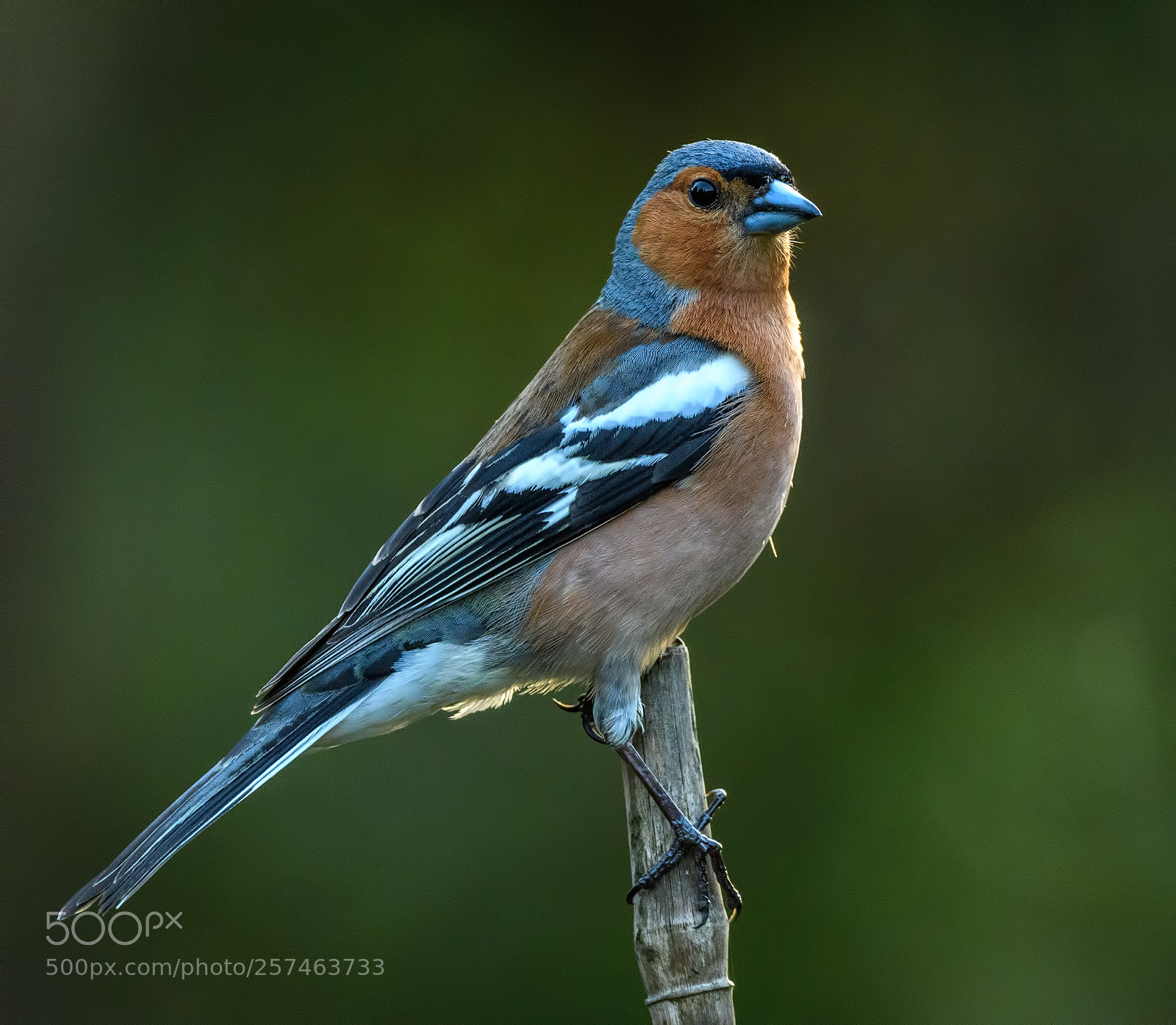 Nikon D500 sample photo. Lovely male chaffinch in photography