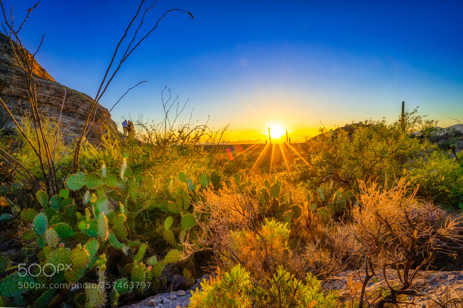 Sony a7 III sample photo. Saguaro national forest sunburst photography