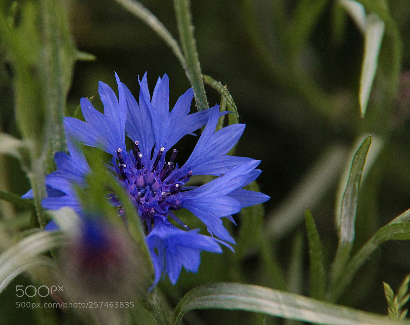 Canon EOS 600D (Rebel EOS T3i / EOS Kiss X5) sample photo. Kornblume photography