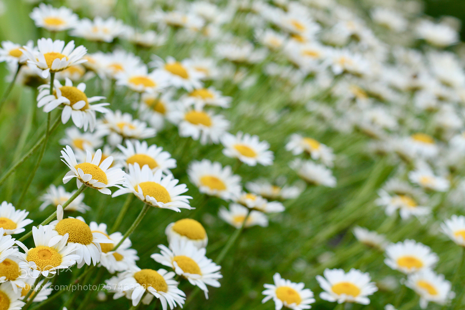 Canon EOS 7D sample photo. Daisies! photography