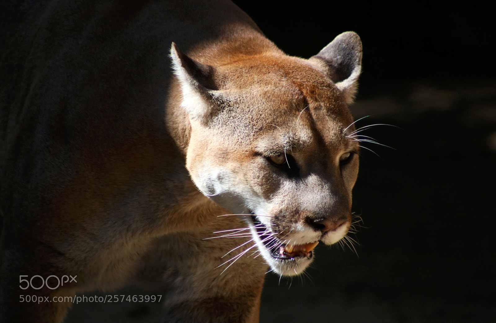 Canon EOS 750D (EOS Rebel T6i / EOS Kiss X8i) sample photo. Mountain lion 8726 photography