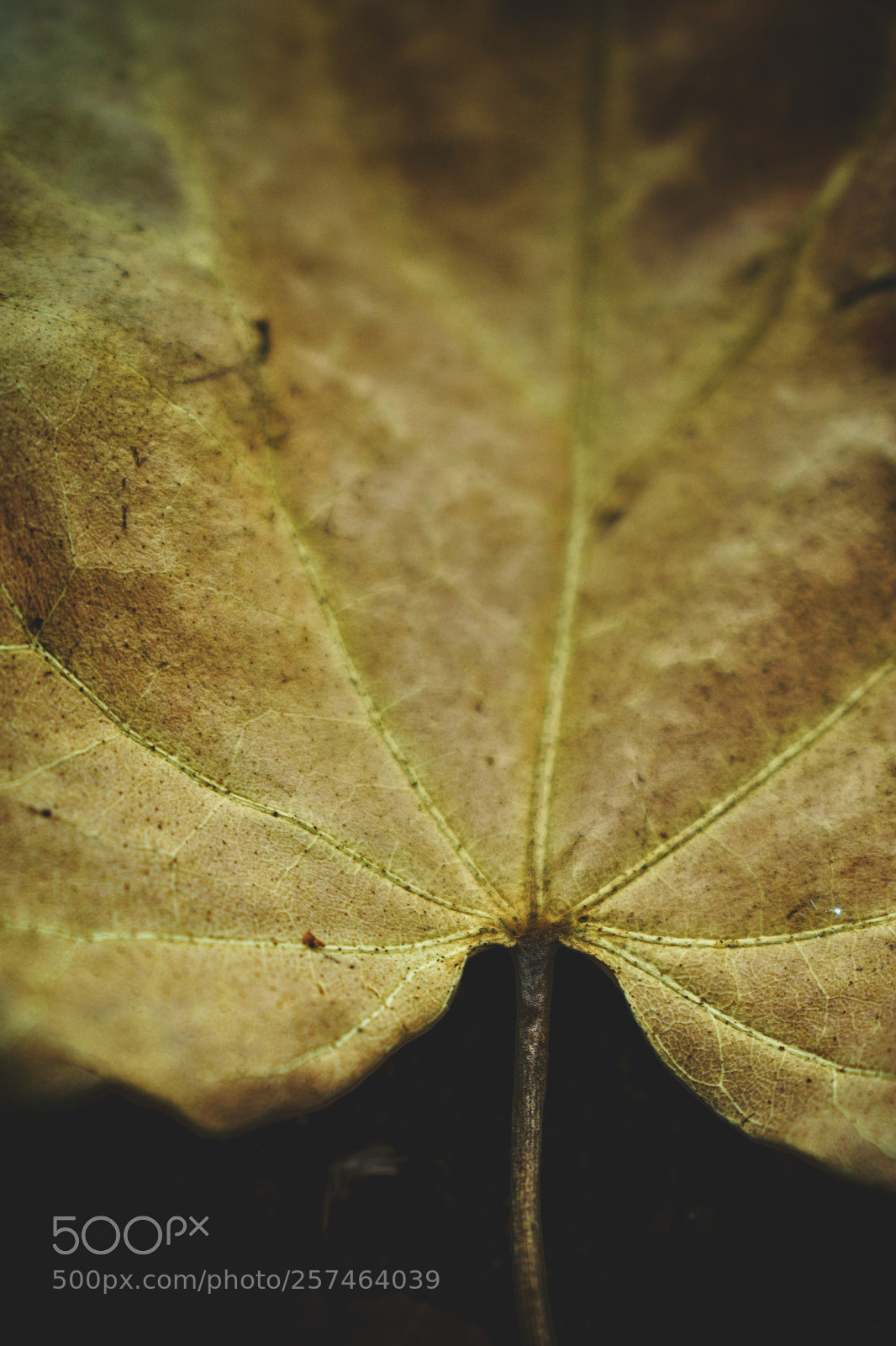 Nikon D3300 sample photo. ? photography