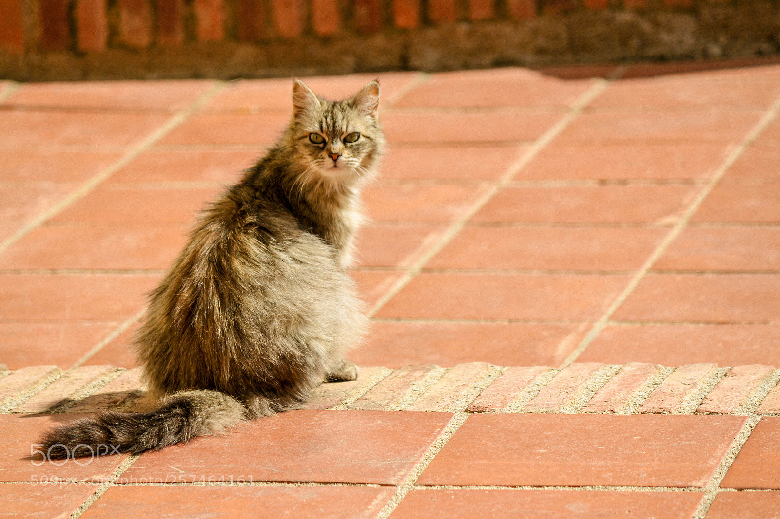 Canon EOS 700D (EOS Rebel T5i / EOS Kiss X7i) sample photo. Street cat photography