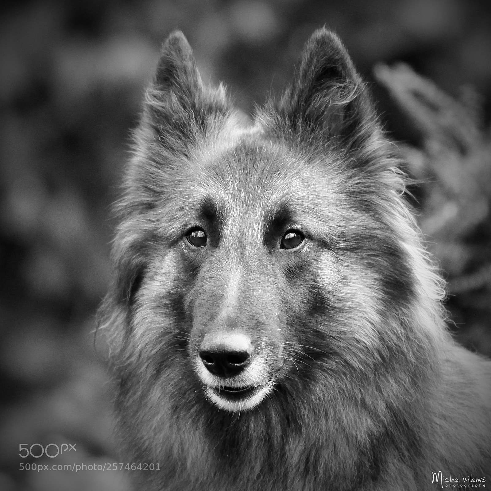 Canon EOS 50D sample photo. Dog photography