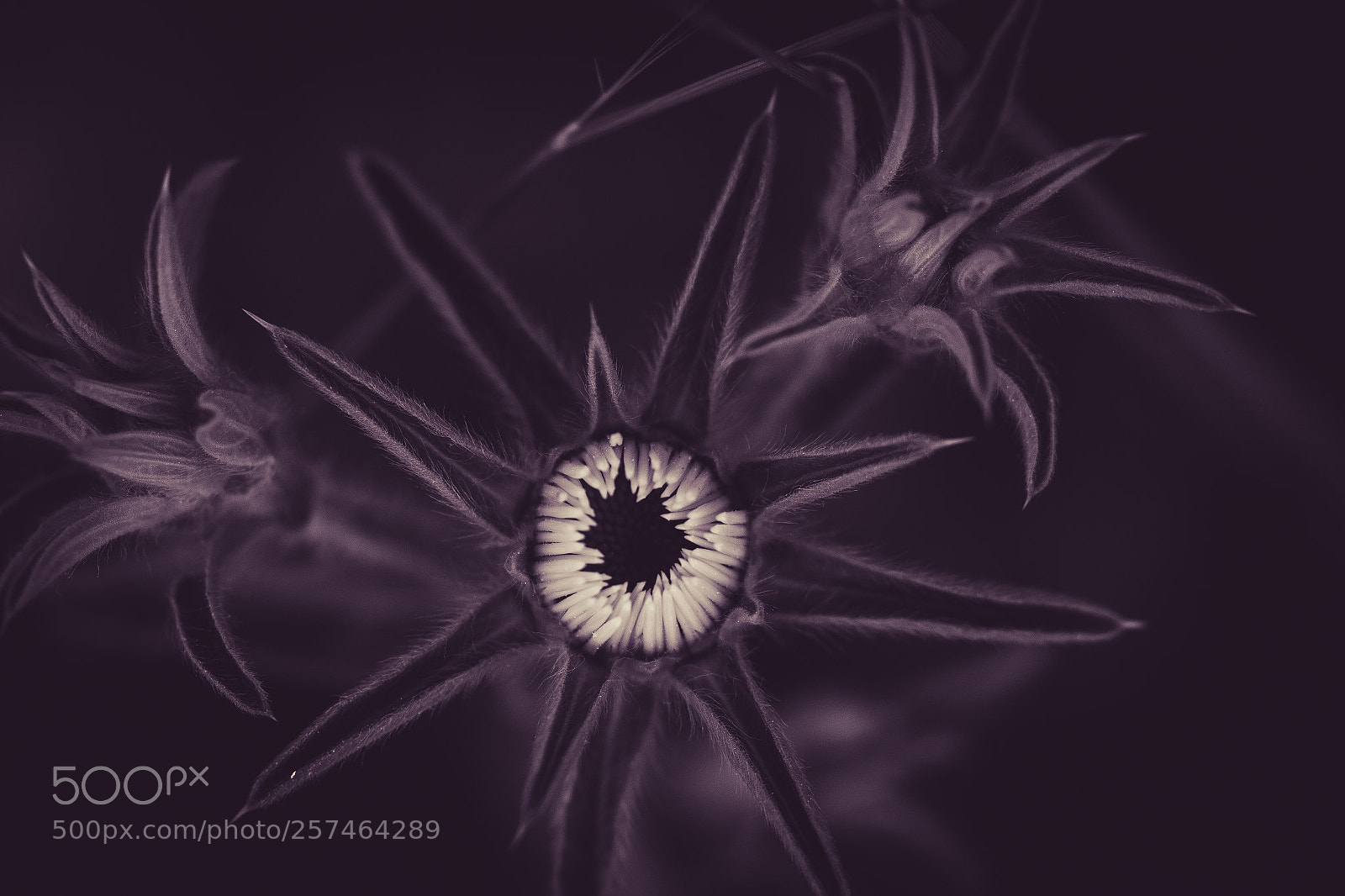 Canon EOS 70D sample photo. Macro etérea photography