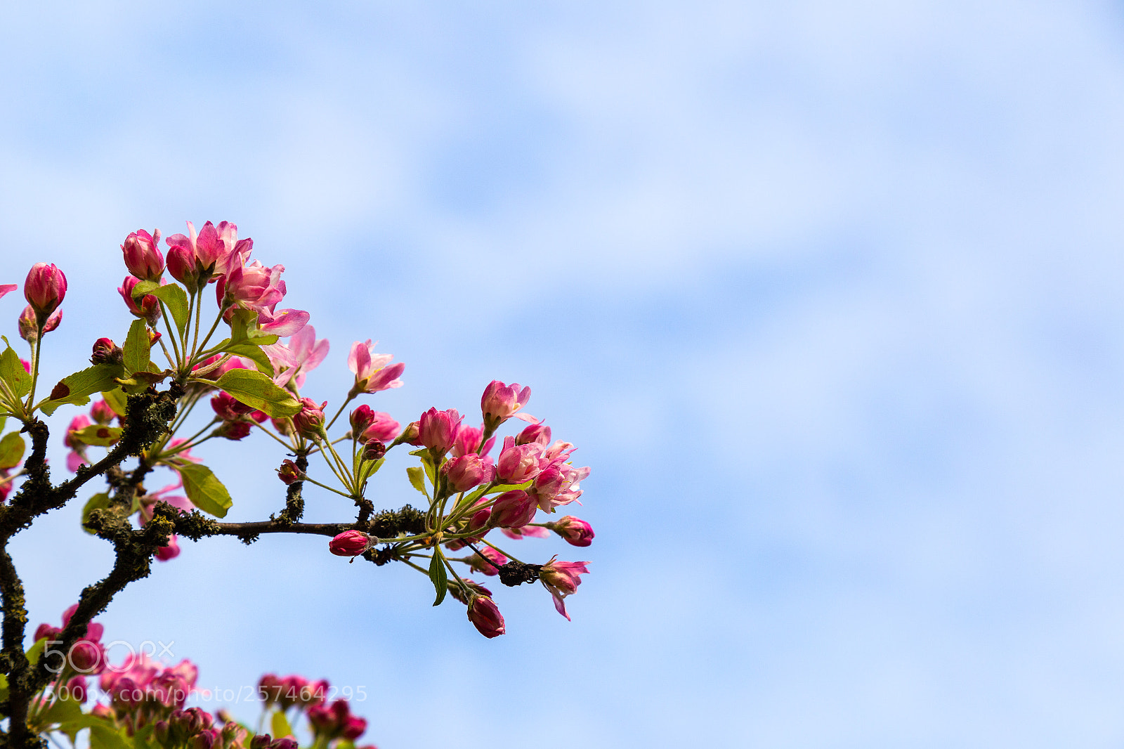Canon EOS 6D sample photo. Copenhagen flowers photography