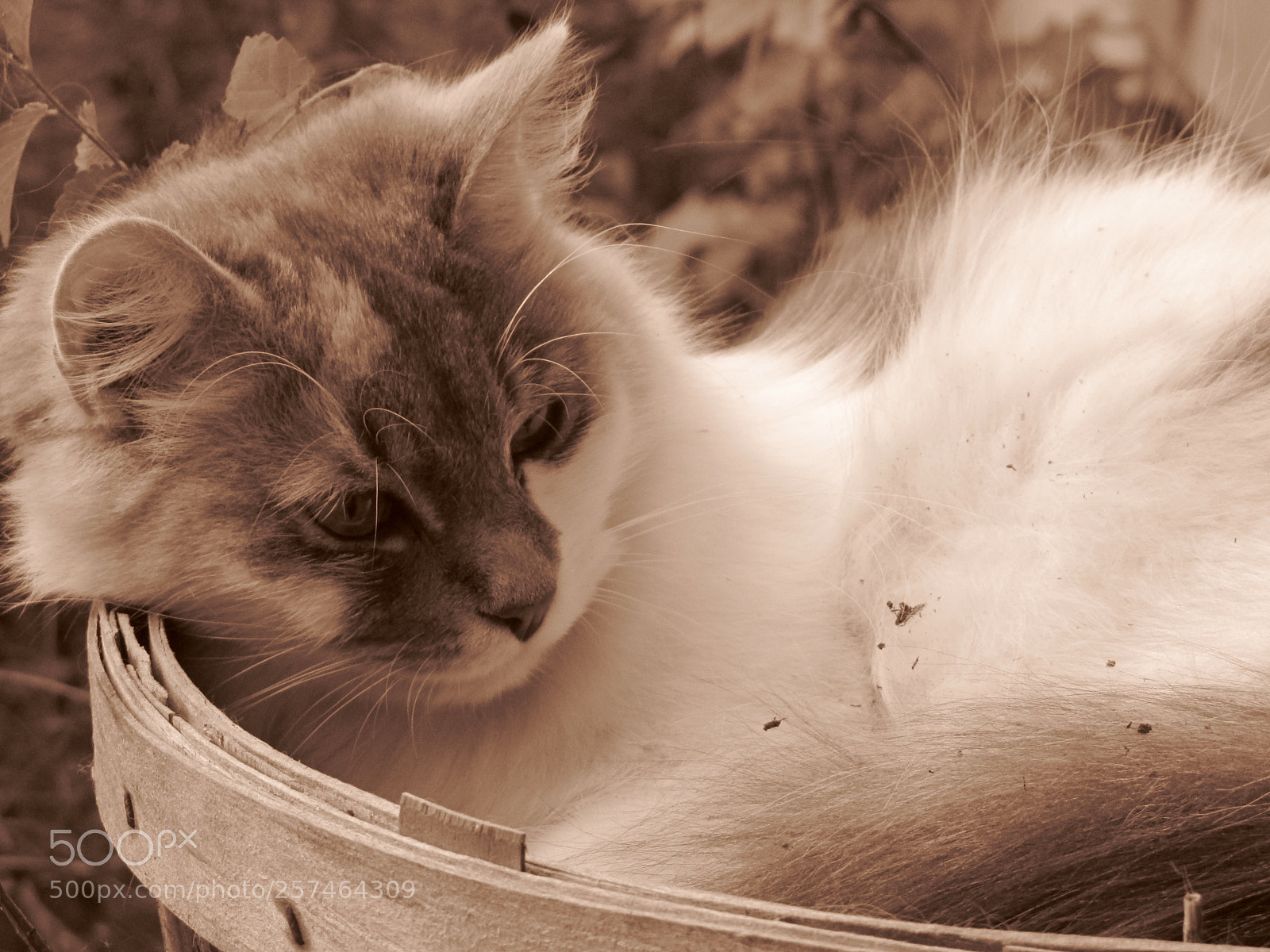 Canon PowerShot SX10 IS sample photo. Cat sleeping in basket photography