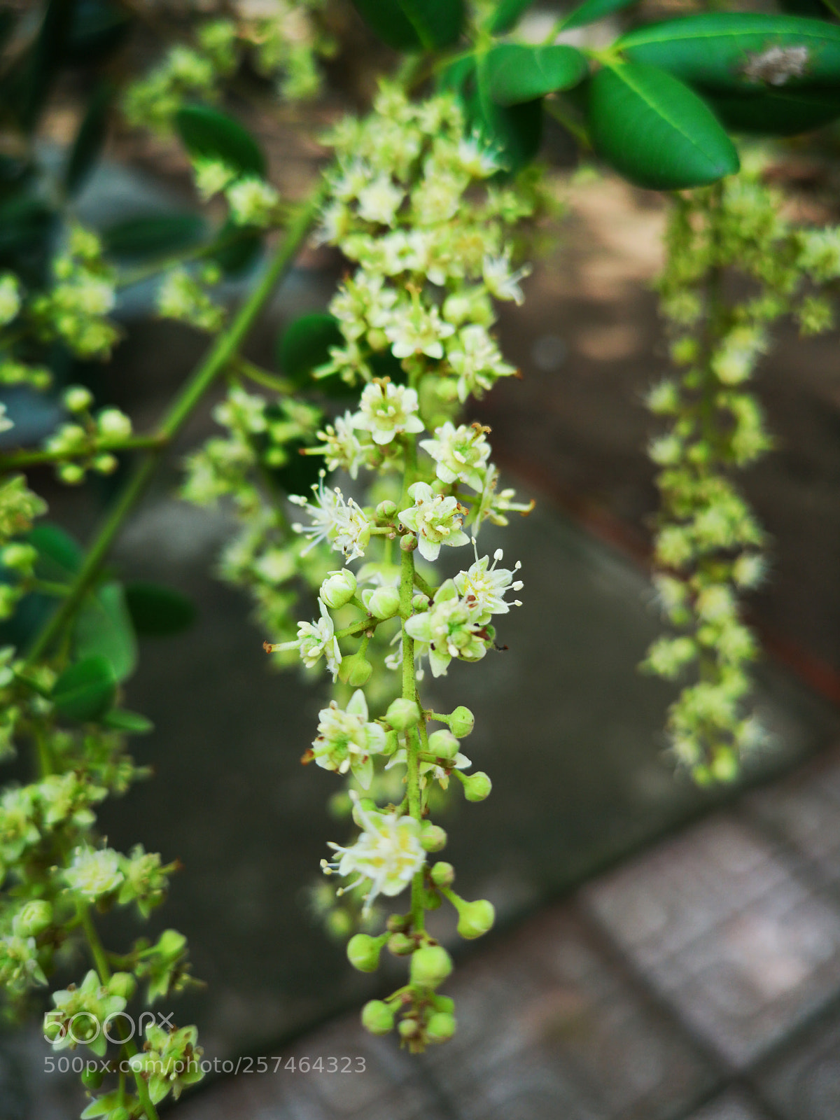 HUAWEI CLT-L29 sample photo. Untitled photography