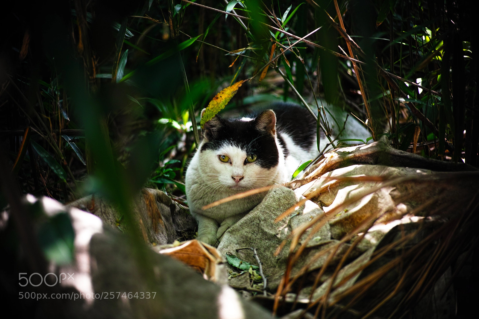 Sigma DP3 Merrill sample photo. Cat every day photography