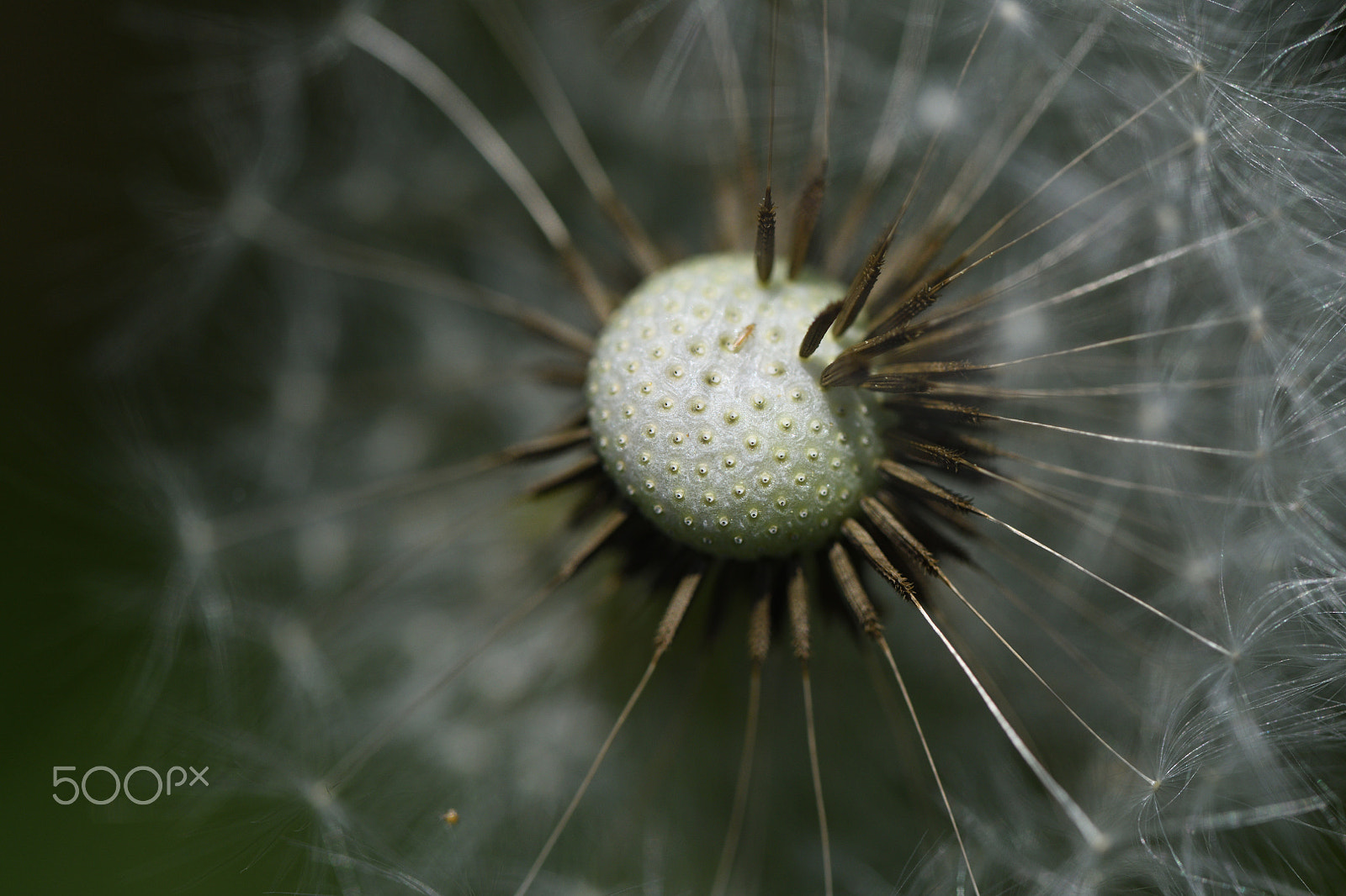 Nikon D850 sample photo. Dandelion photography