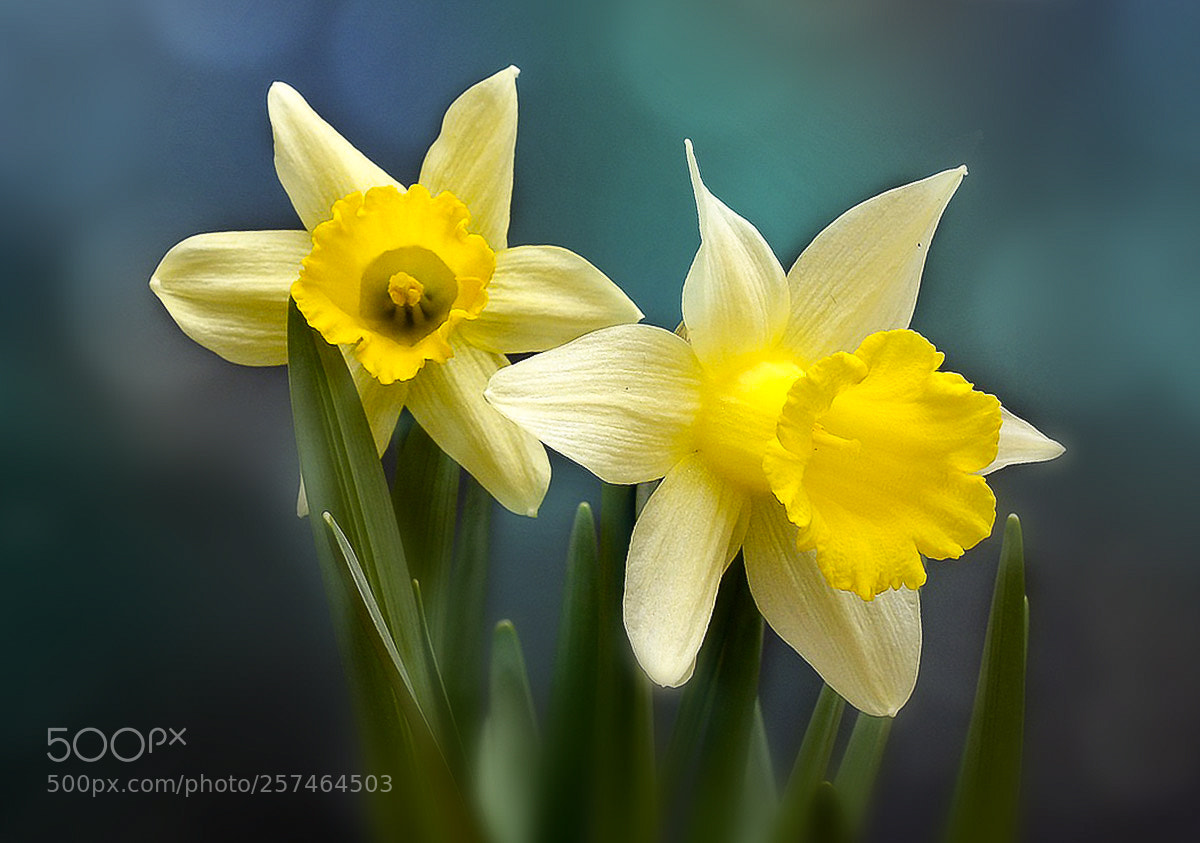 Nikon D5000 sample photo. Daffodils photography