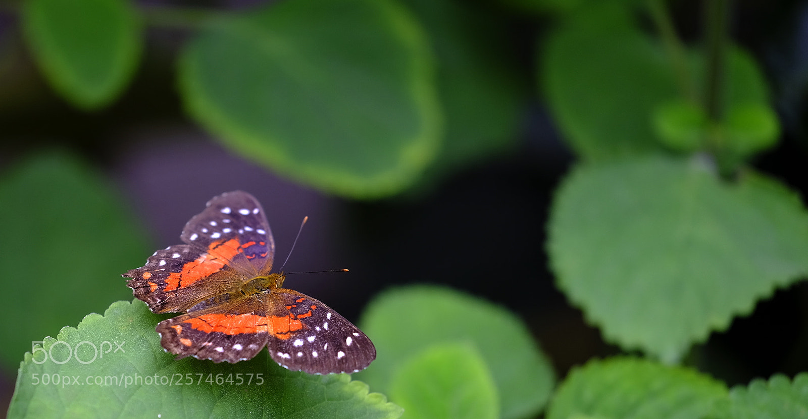 Fujifilm X-H1 sample photo. Colourful being photography