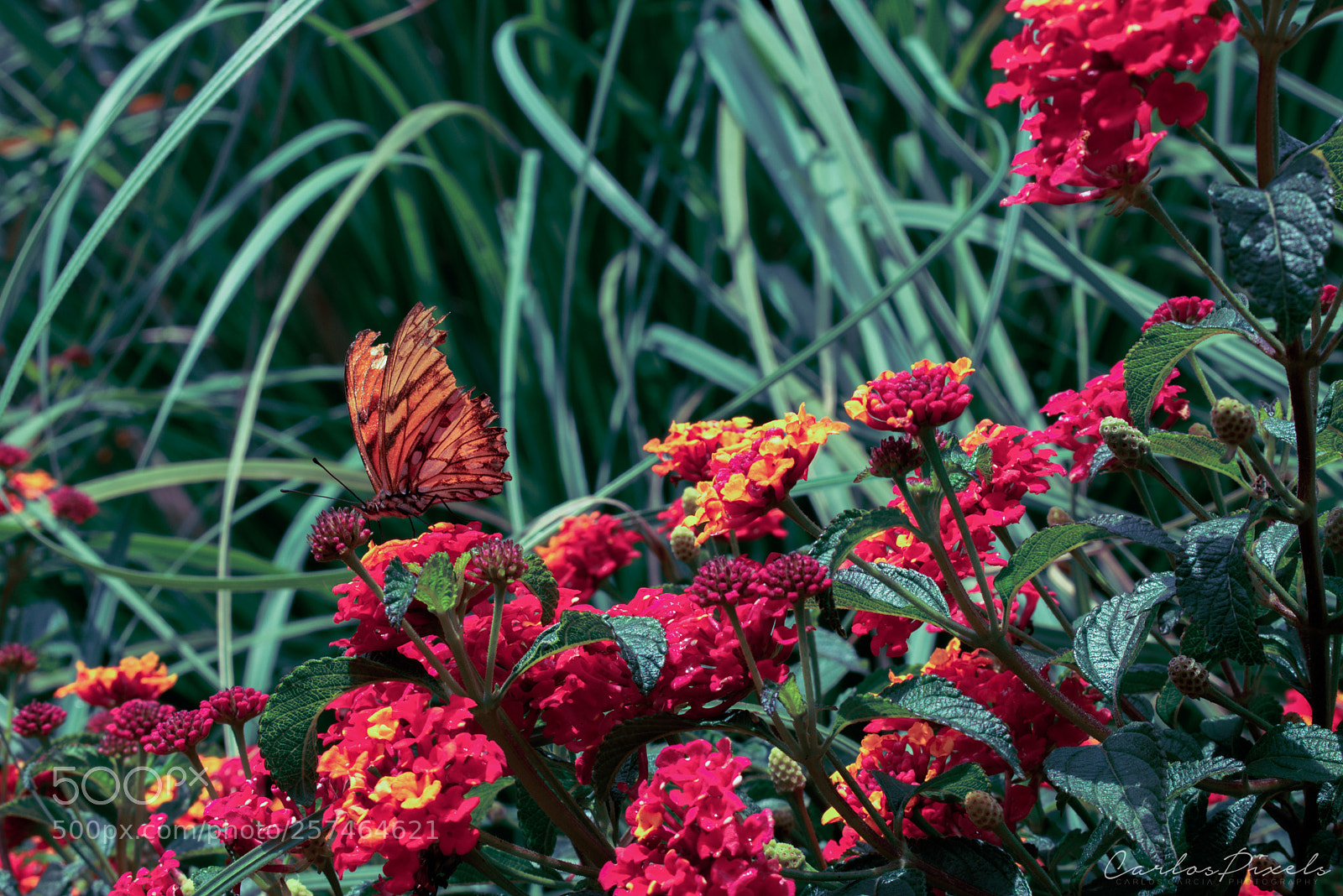 Nikon D3400 sample photo. Bf photography