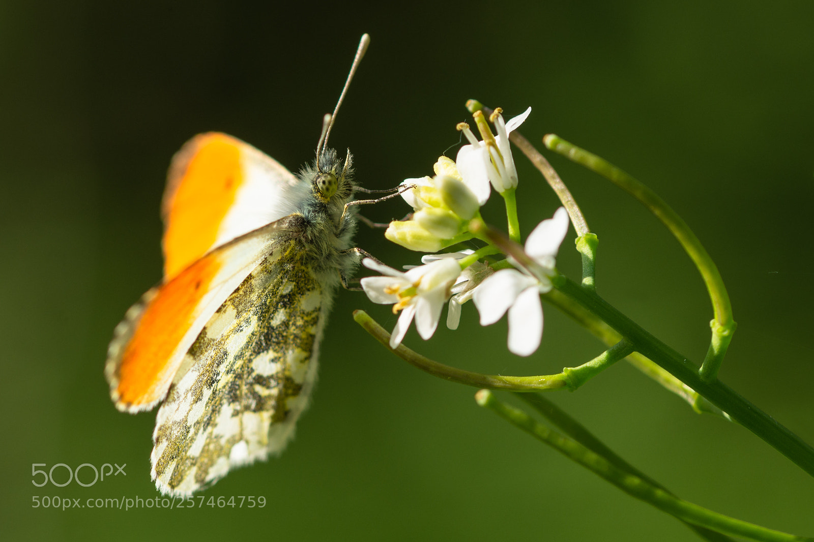 Nikon D7200 sample photo. Orange tip photography