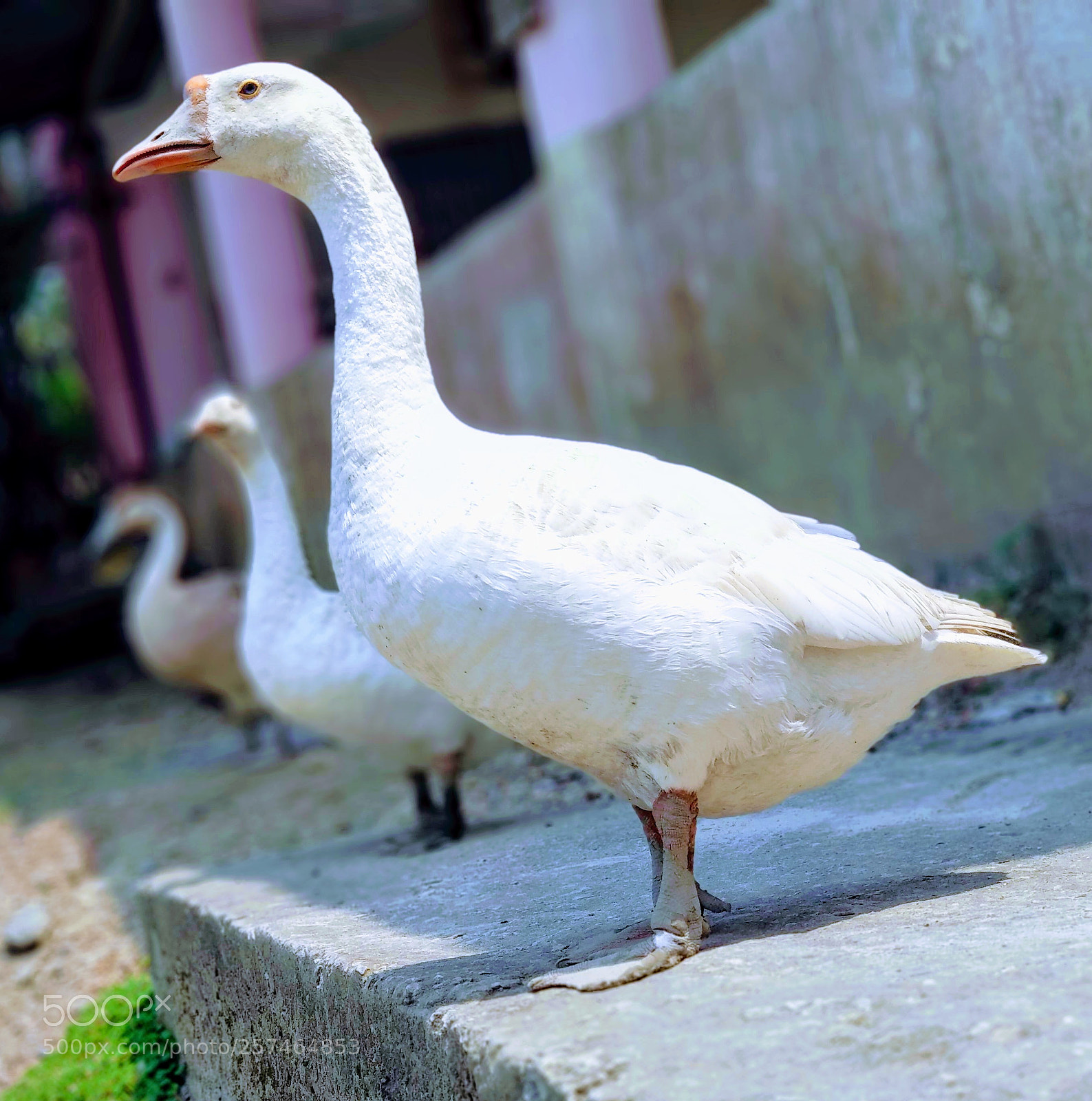 Xiaomi Mi A1 sample photo. Beautiful duck photo photography