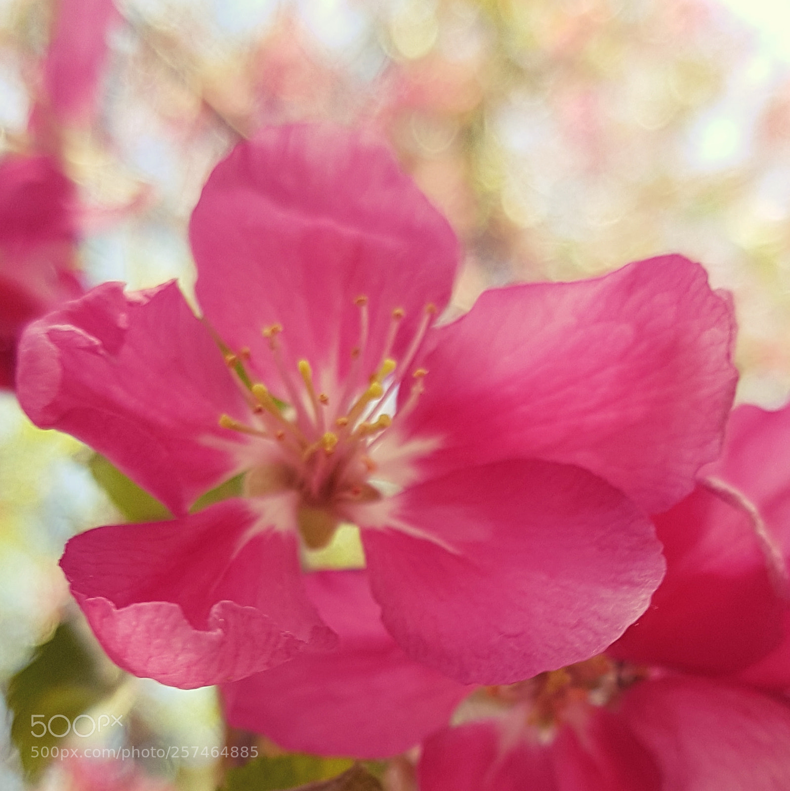 Samsung Galaxy S7 sample photo. Flower2 photography