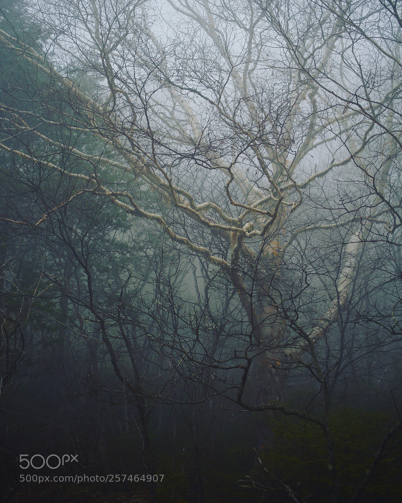 Sony a7S II sample photo. Trees in the fog photography
